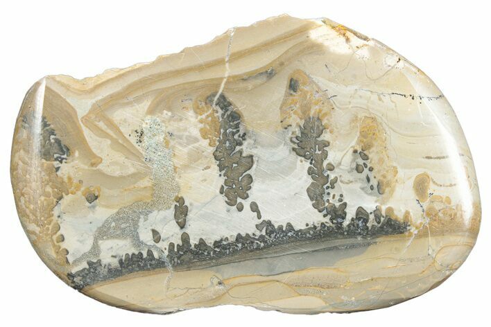 Triassic Aged Stromatolite Fossil - England #285750